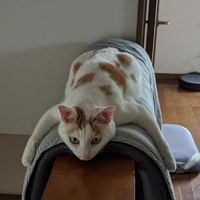 エイトた