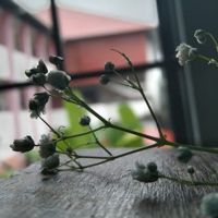 ThamannaAslam