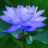 sơntrần_star_star569
