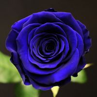 💖7𝖇𝖊𝖆𝖚𝖙é𝖉𝖊𝖘𝖗𝖔𝖘𝖊𝖘🌹
