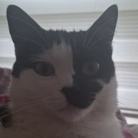 angelwjthashotgun