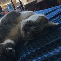 RoxanneAcklez