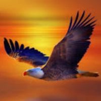 🌊Lonely🦅Eagle🌊