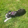 ROSELIL_star_star026