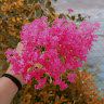 bhumika__star792