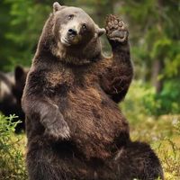 Devine✊Bear