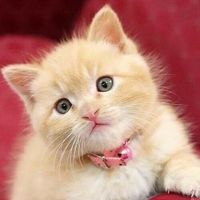 🔥MEOCONGUNGOW