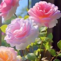 Linda_star87104626