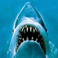 Shark2013