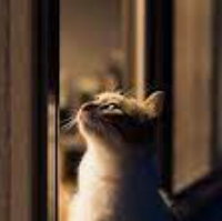 Gato de Noche-cover