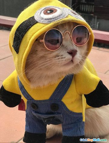 coveImg