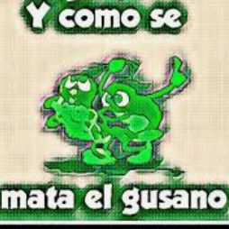 y como se mata el gusano