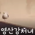영산강처녀