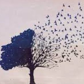 Aves De Paso