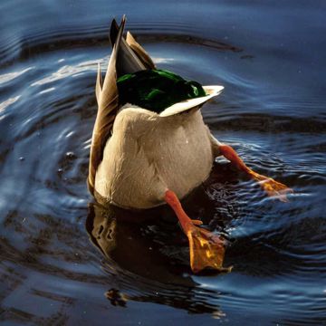 Canard-cover