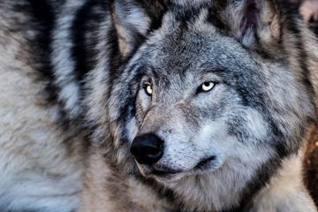 Siruc heto{By Our_Wolves}-cover