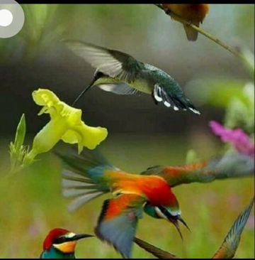 ခ်စ္သူကိုယ္စား