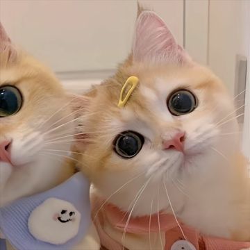 coveImg