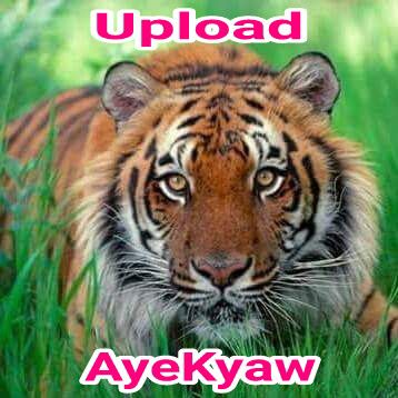 coveImg
