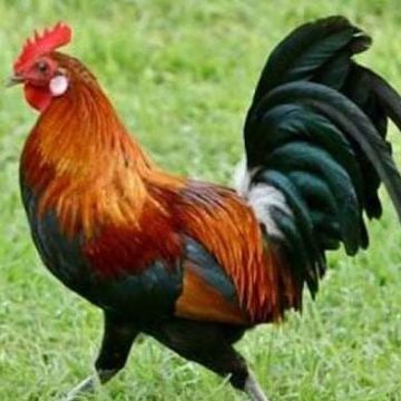 মোরক মার্কা নির্বাচনীয় গান