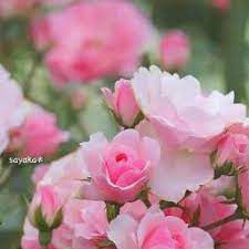 မမေ့နိုင်ဘူးအချစ်ရယ်