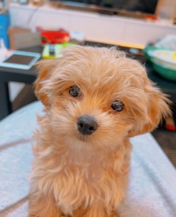 춘봉이라는 이름으로