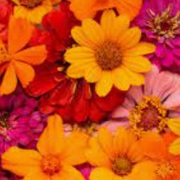 flores negras-cover