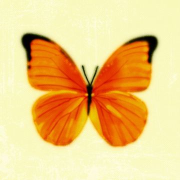 Orange-cover