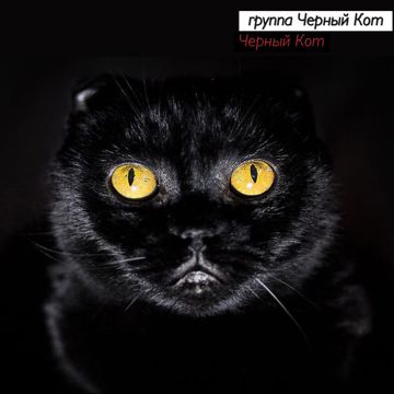 Черный кот