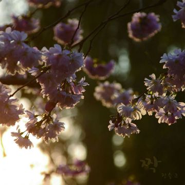 짝-cover