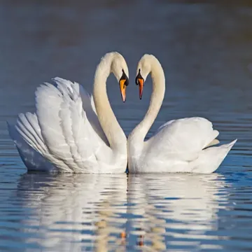 coveImg