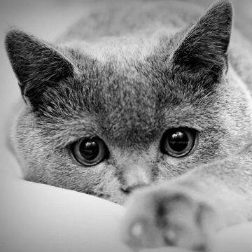 coveImg