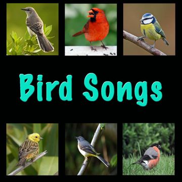 Birds-cover