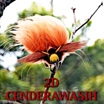 Cenderawasih-cover