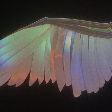 Wings-cover