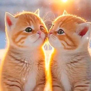 coveImg