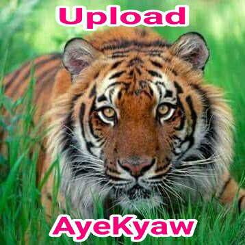 ကြ်န္မမွားတယ္-cover