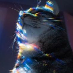 coveImg