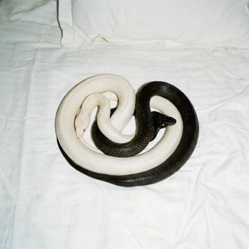 coveImg