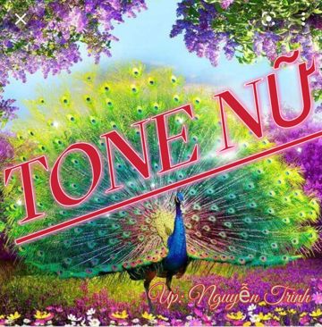 Em Đã Thấy Mùa Xuân Chưa (NT)