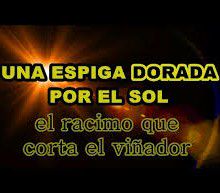 UNA ESPIGA DORADA POR EL SOL