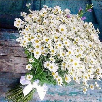 Papatya-cover