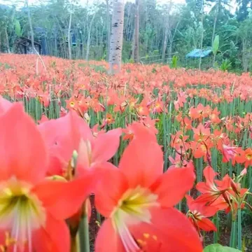 coveImg