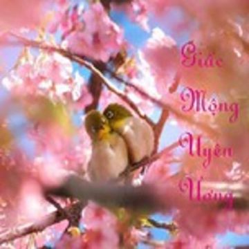 Giấc Mộng Uyên Ương-cover