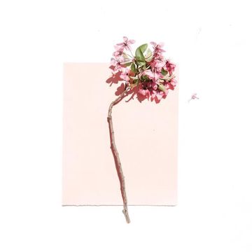 花店-cover