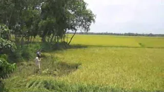ওকি ও বন্ধু কাজল ভ্রমরারে 