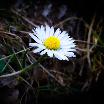 coveImg