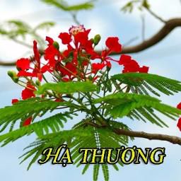 Hạ Thương (Tone Nam)-cover