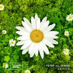 Daisies-cover