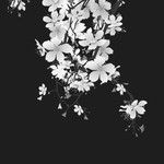 破碎-cover